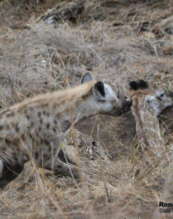 51Ronald Mutero Hyeana 31102019 13 Final 51Ronald Mutero Hyeana 31102019 13 Final