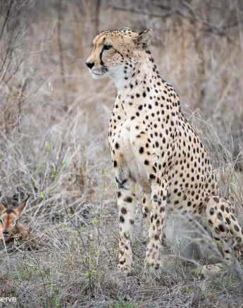 02Shaun Jenkinson Cheetah Kill 18 11 2019 2 Final