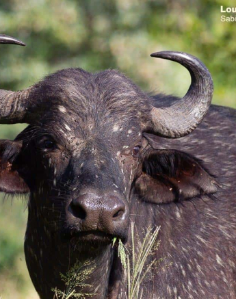 28Louise Murray Buffalo 22022020 Final