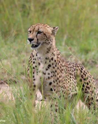 29Louise Murray Cheetah 28042020 1 Final