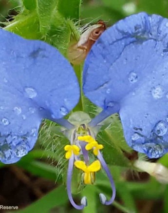 13Joanne Brooke Blue Mouse Ears Commelina Benghalensis Final 13Joanne Brooke Blue Mouse Ears Commelina Benghalensis Final