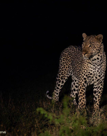 22Amy Leigh Leopard Nchila 3 311020 Final