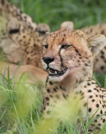 39 Marco Vietti Cheetah 251220 39 Marco Vietti Cheetah 251220