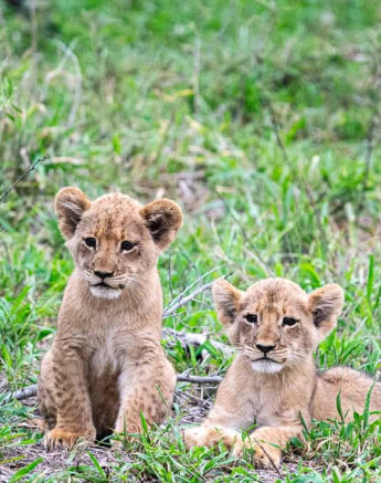 06ronald Mutero Sp And Cubs 27112020  6 Final