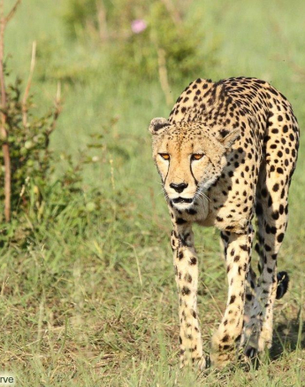 A34Erin Herbst Cheetah 1 121221 Final A34Erin Herbst Cheetah 1 121221 Final