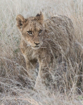 05Kevan Dobbie SP 02.06.1 3 Final