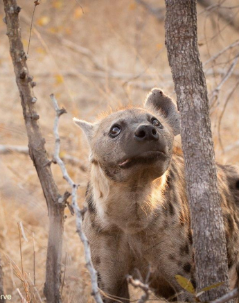 A02andries Hyena.spotted Blog 1 Final A02andries Hyena.spotted Blog 1 Final