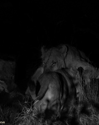 B18andries Lions.mangeni Blog 6 Final B18andries Lions.mangeni Blog 6 Final