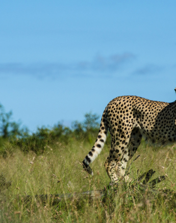 Cheetah Rich 2 2 Cheetah Rich 2 2