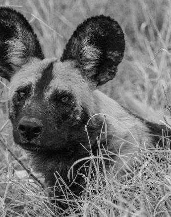 10687948 743350842379236 2823006975332577293 O