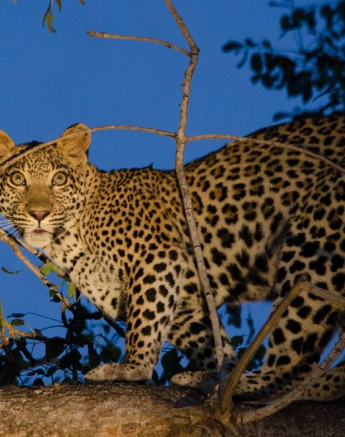 10397211 813457842035202 3976414007935683095 O