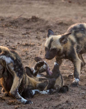 02Pravir Patel Wild Dog01 02Pravir Patel Wild Dog01