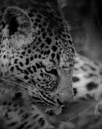 16Pravir Patel Leopard04 150316