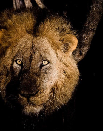 19Kevan Dobbie Male Lion 2 Final 19Kevan Dobbie Male Lion 2 Final