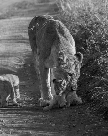 06Kyle 11 Feb 2017 New Little Ones Final 06Kyle 11 Feb 2017 New Little Ones Final