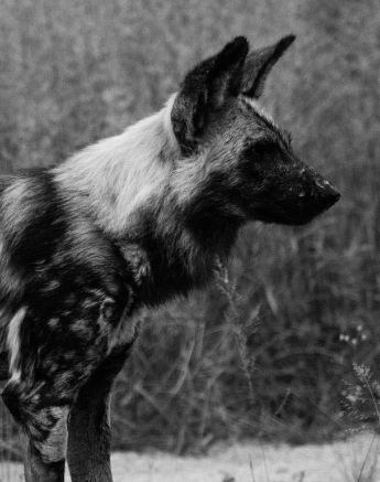 22Kevan Dobbie Wild Dog 1 Final 22Kevan Dobbie Wild Dog 1 Final