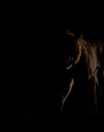 12Kevan Dobbie Mangeni Cubs 200218 3 Final