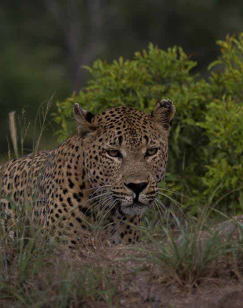 33Kevan Dobbie Max 200218 2 Final