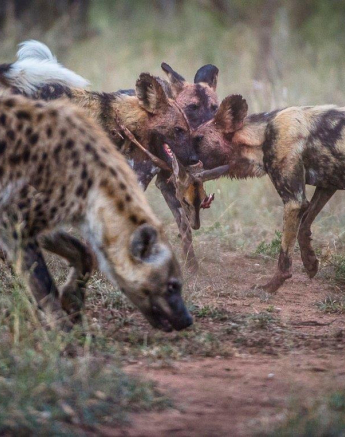 40Terry Ennever Wild Dog 201855 1 Final 40Terry Ennever Wild Dog 201855 1 Final