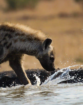 19Louise Murray 19092018 Hyena In Water 2 Final 19Louise Murray 19092018 Hyena In Water 2 Final