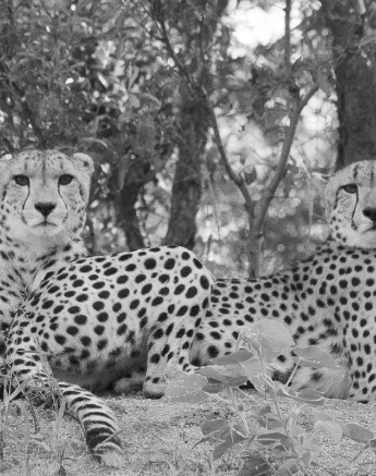 28Louise Murray Cheetah 25022019 1 Final 28Louise Murray Cheetah 25022019 1 Final