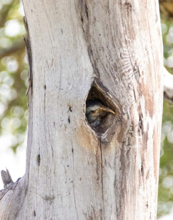 07Kevin Van Der Linde Southern Yellow Billed Hornbill Blog 6 Final