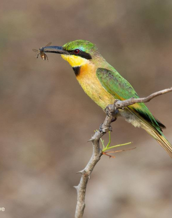 03Kerry Lee Roberg Little Bee Eater Final 03Kerry Lee Roberg Little Bee Eater Final