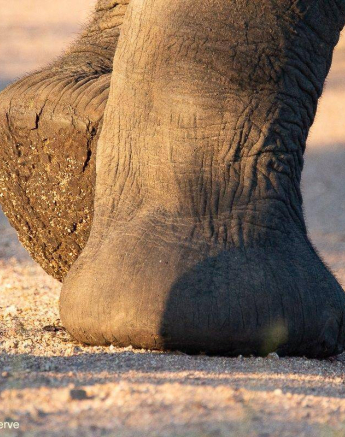 32Brett Heasmna Elepehant 17042020 1 Final