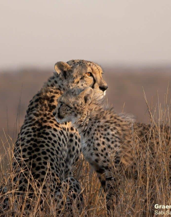 01Graeme Stewart Cheetah And Cub 150720 Final 01Graeme Stewart Cheetah And Cub 150720 Final