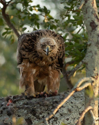23Tyron Van Der Walt Tawny Eagle W Genet Kill 280520 2 Final