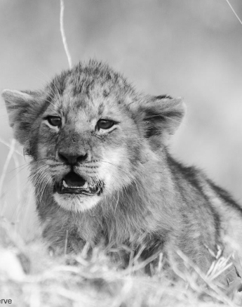 21Ally Ross 20210618 STYX Cub 01 Final 21Ally Ross 20210618 STYX Cub 01 Final