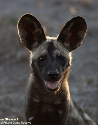 A05Graeme Stewart Wild Dog Pup 250921 Final A05Graeme Stewart Wild Dog Pup 250921 Final