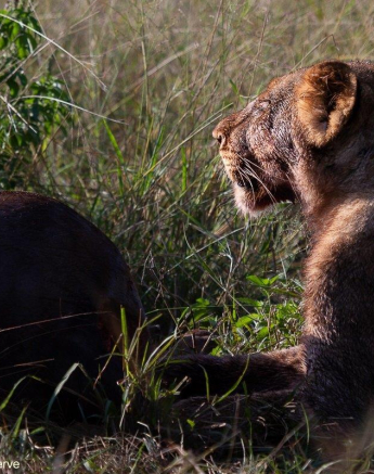 A25Amy Leigh Lion SP 3 140422 Final