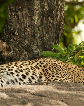 05Ally Ross 20221116 Goyloni Blog 01 Final