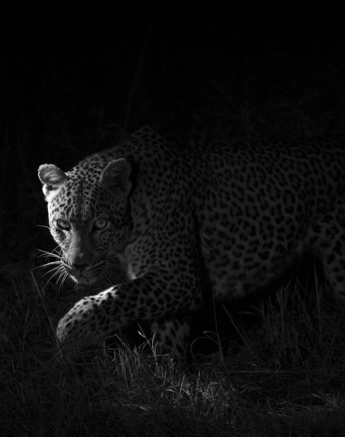 Warthog Wallow 1 Warthog Wallow 1