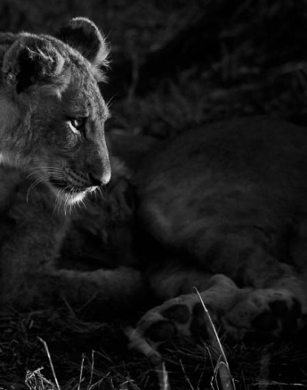 01Mike Palmer Cub 240516 1 01Mike Palmer Cub 240516 1