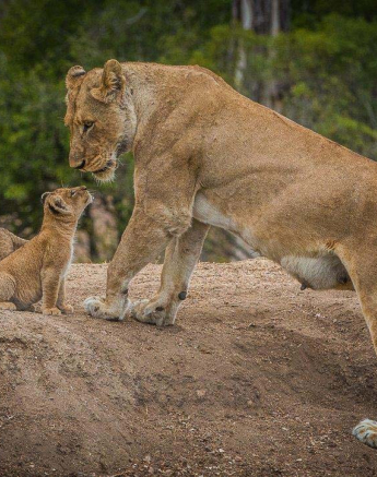20Terry Ennever Lion Cubs 1 2 20Terry Ennever Lion Cubs 1 2
