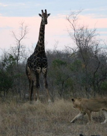 14Conrad Zeelie SP Giraffe 1 Final 14Conrad Zeelie SP Giraffe 1 Final