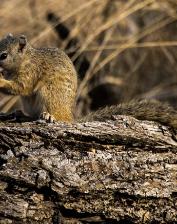 10Kevan Dobbie Tree Squirrel 0808 Final 10Kevan Dobbie Tree Squirrel 0808 Final
