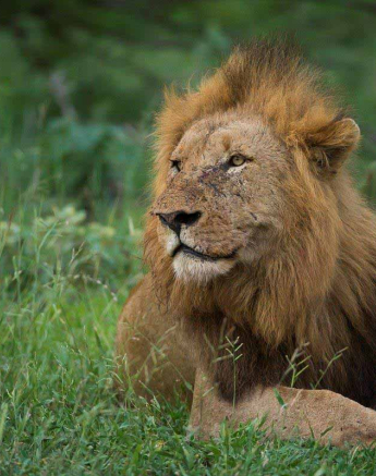 18Terry Ennever Lions 26218 Final