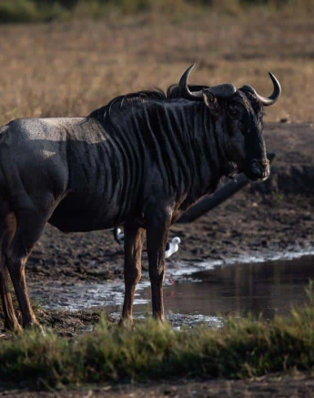 05Kerry Lee Roberg SP Wildebeest Final 05Kerry Lee Roberg SP Wildebeest Final