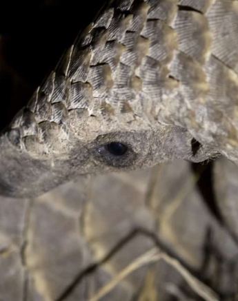 09Kyle 23 July Pangolin 13 Final 09Kyle 23 July Pangolin 13 Final