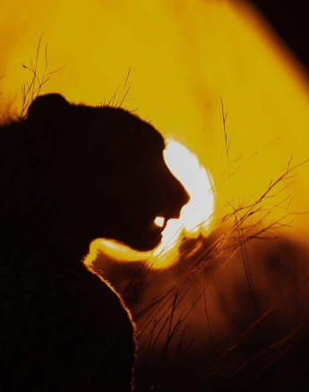 06Kevin Van Der Linde Cheetah 01082019 2 Final 06Kevin Van Der Linde Cheetah 01082019 2 Final