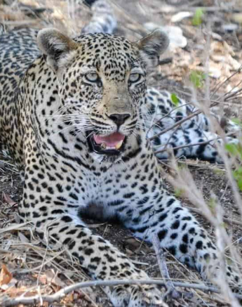 17Ronald Mutero Scotia 21102019 3 Final