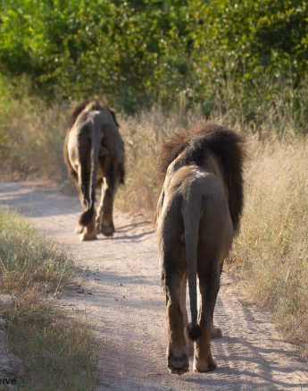 21Brett Heasman Bermingham 21032020 1 Final