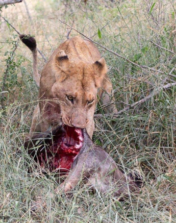 41Greg Heasmna Sp 25032020 1 Final 41Greg Heasmna Sp 25032020 1 Final