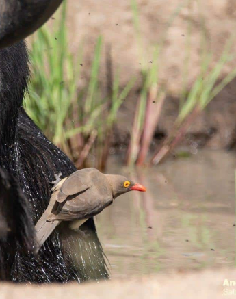 36andries Buffalo 010121 2 Final