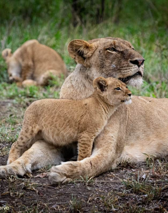 10ronald Mutero Sp And Cubs 27112020  10 Final