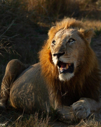 25Amy Leigh Lion 1 160521 Final