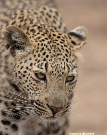 A26Graeme Stewart Female Leopard Unknown 180921 3 Final A26Graeme Stewart Female Leopard Unknown 180921 3 Final